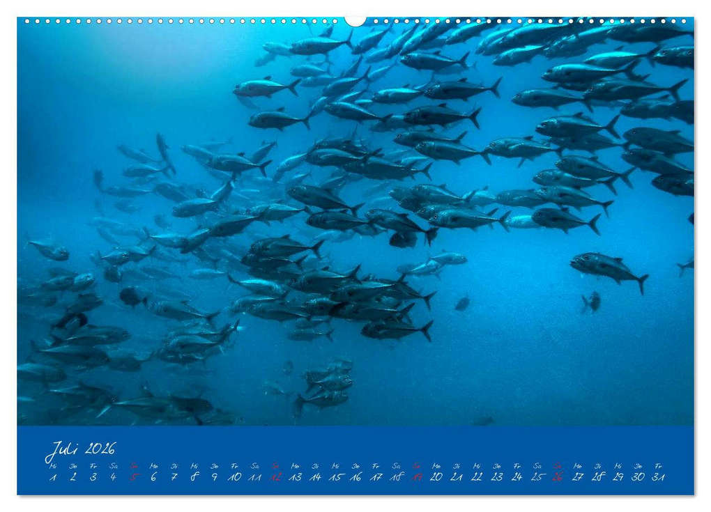 Weitere Ansicht: Meer sehen - Abenteuer Tauchen (Wandkalender 2026 DIN A2 quer), CALVENDO Monatskalender | Dieter Gödecke, Calvendo