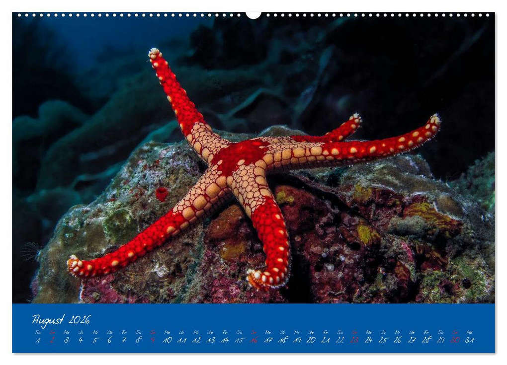 Weitere Ansicht: Meer sehen - Abenteuer Tauchen (Wandkalender 2026 DIN A2 quer), CALVENDO Monatskalender | Dieter Gödecke, Calvendo