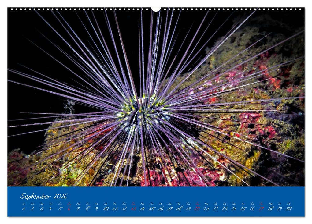 Weitere Ansicht: Meer sehen - Abenteuer Tauchen (Wandkalender 2026 DIN A2 quer), CALVENDO Monatskalender | Dieter Gödecke, Calvendo