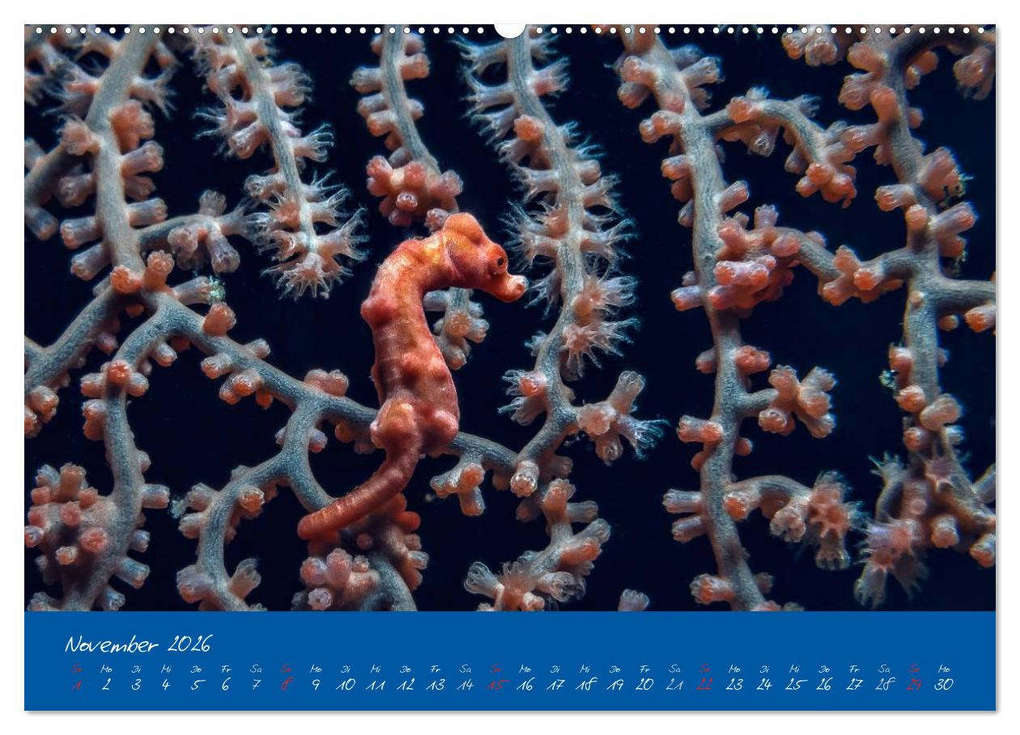Weitere Ansicht: Meer sehen - Abenteuer Tauchen (Wandkalender 2026 DIN A2 quer), CALVENDO Monatskalender | Dieter Gödecke, Calvendo
