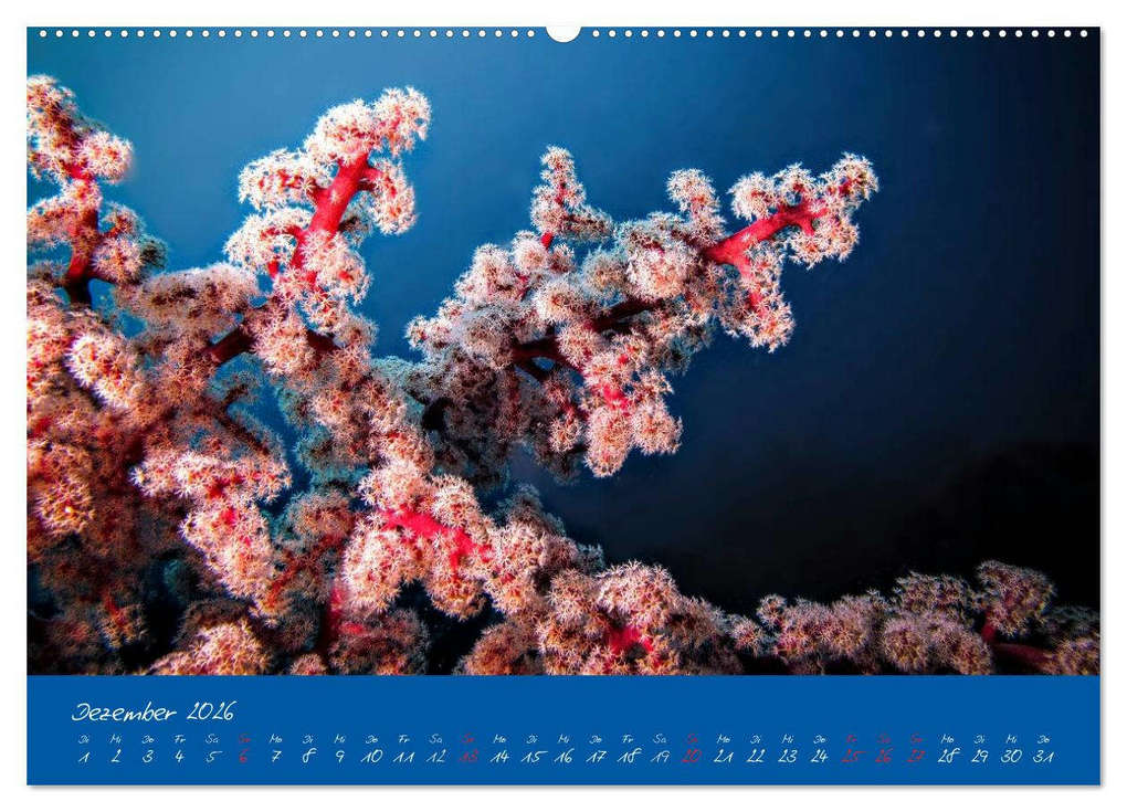 Weitere Ansicht: Meer sehen - Abenteuer Tauchen (Wandkalender 2026 DIN A2 quer), CALVENDO Monatskalender | Dieter Gödecke, Calvendo