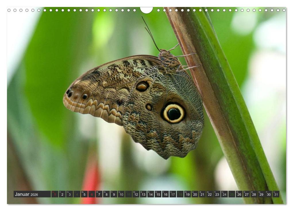 Weitere Ansicht: COSTA RICA - PURA VIDA (Wandkalender 2026 DIN A3 quer), CALVENDO Monatskalender | Bodinifoto Bodinifoto, Calvendo, Bodinifoto