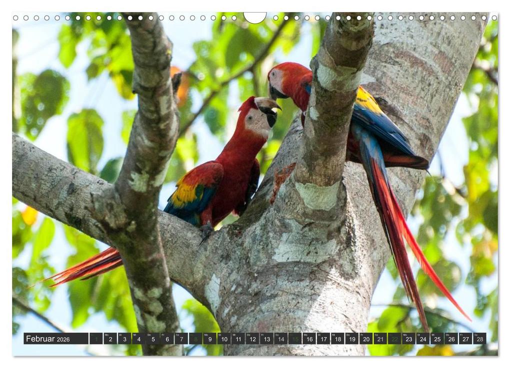 Weitere Ansicht: COSTA RICA - PURA VIDA (Wandkalender 2026 DIN A3 quer), CALVENDO Monatskalender | Bodinifoto Bodinifoto, Calvendo, Bodinifoto
