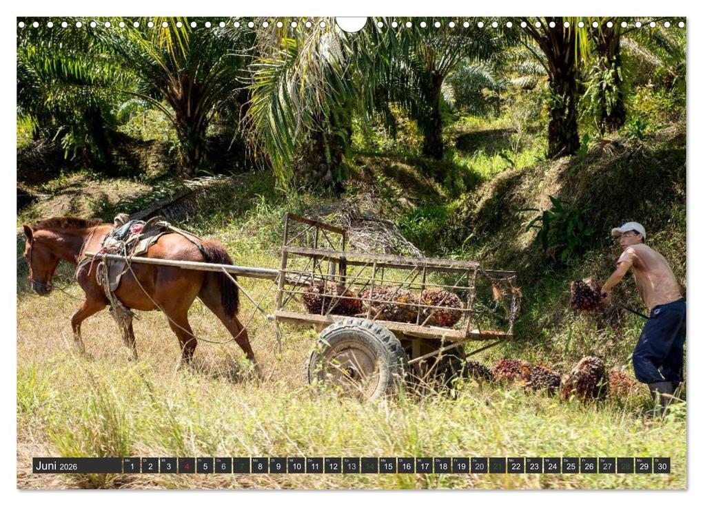 Weitere Ansicht: COSTA RICA - PURA VIDA (Wandkalender 2026 DIN A3 quer), CALVENDO Monatskalender | Bodinifoto Bodinifoto, Calvendo, Bodinifoto