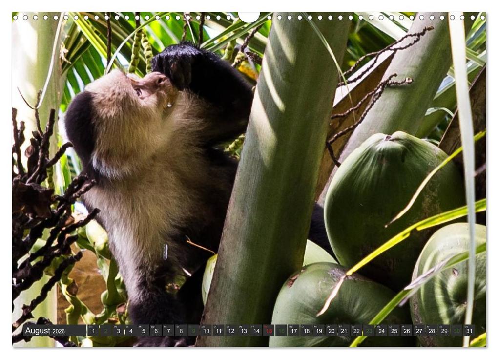 Weitere Ansicht: COSTA RICA - PURA VIDA (Wandkalender 2026 DIN A3 quer), CALVENDO Monatskalender | Bodinifoto Bodinifoto, Calvendo, Bodinifoto