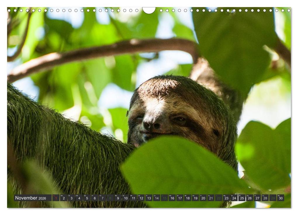 Weitere Ansicht: COSTA RICA - PURA VIDA (Wandkalender 2026 DIN A3 quer), CALVENDO Monatskalender | Bodinifoto Bodinifoto, Calvendo, Bodinifoto