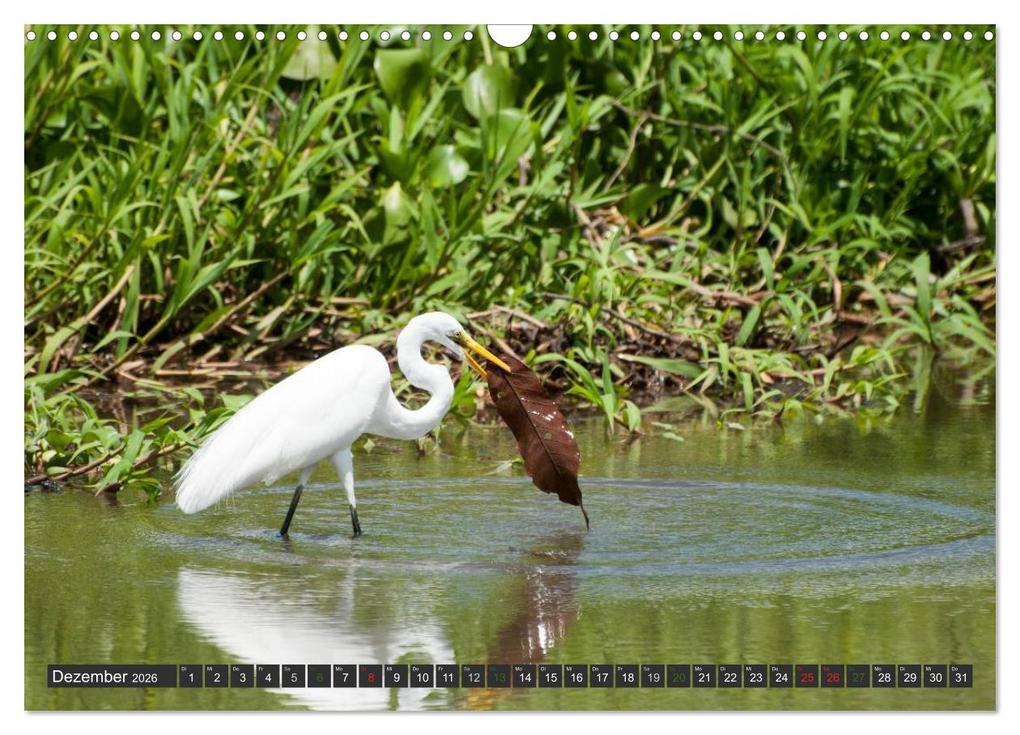 Weitere Ansicht: COSTA RICA - PURA VIDA (Wandkalender 2026 DIN A3 quer), CALVENDO Monatskalender | Bodinifoto Bodinifoto, Calvendo, Bodinifoto