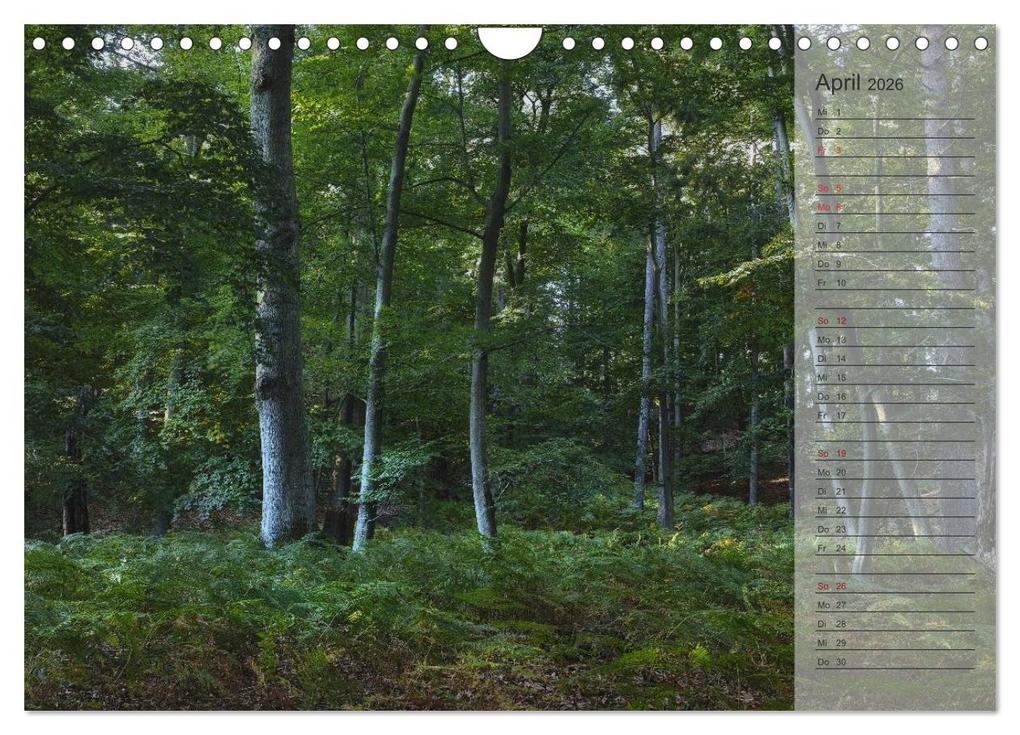 Weitere Ansicht: Unser Wald - Magische Sichten in norddeutsche Wälder / Geburtstagskalender (Wandkalender 2026 DIN A4 quer), CALVENDO Monatskalender | Heike Langenkamp, Calvendo