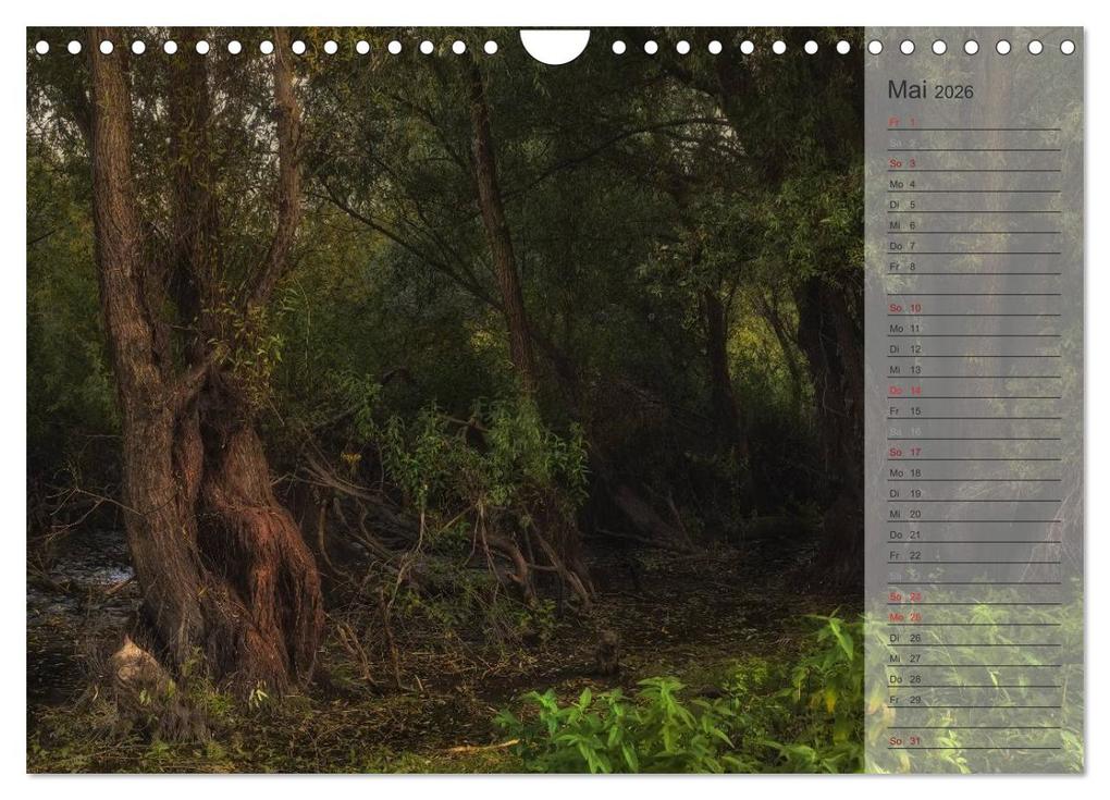 Weitere Ansicht: Unser Wald - Magische Sichten in norddeutsche Wälder / Geburtstagskalender (Wandkalender 2026 DIN A4 quer), CALVENDO Monatskalender | Heike Langenkamp, Calvendo