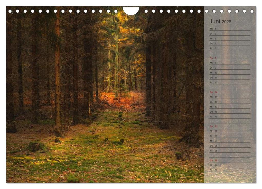 Weitere Ansicht: Unser Wald - Magische Sichten in norddeutsche Wälder / Geburtstagskalender (Wandkalender 2026 DIN A4 quer), CALVENDO Monatskalender | Heike Langenkamp, Calvendo