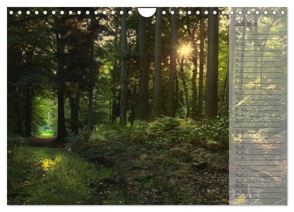 Weitere Ansicht: Unser Wald - Magische Sichten in norddeutsche Wälder / Geburtstagskalender (Wandkalender 2026 DIN A4 quer), CALVENDO Monatskalender | Heike Langenkamp, Calvendo