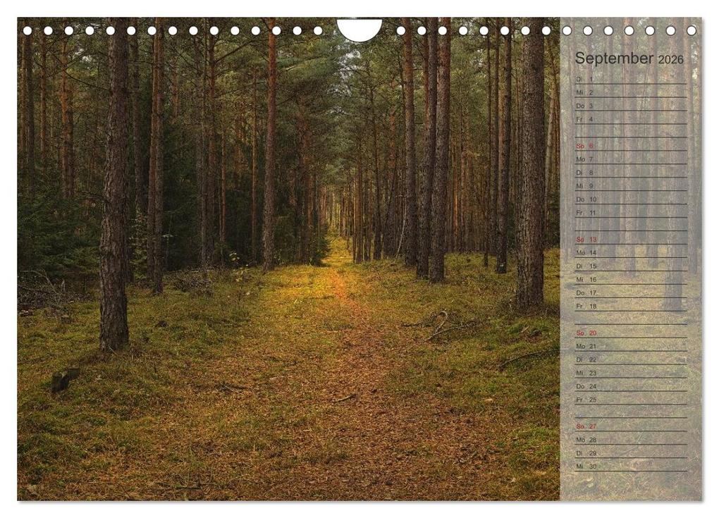Weitere Ansicht: Unser Wald - Magische Sichten in norddeutsche Wälder / Geburtstagskalender (Wandkalender 2026 DIN A4 quer), CALVENDO Monatskalender | Heike Langenkamp, Calvendo