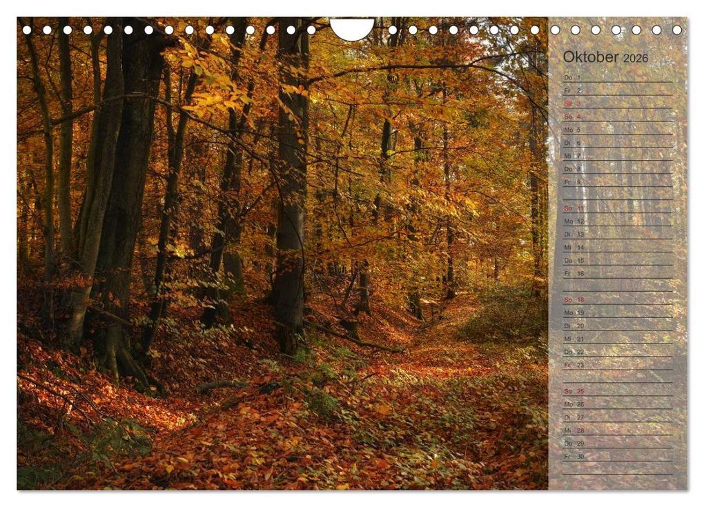 Weitere Ansicht: Unser Wald - Magische Sichten in norddeutsche Wälder / Geburtstagskalender (Wandkalender 2026 DIN A4 quer), CALVENDO Monatskalender | Heike Langenkamp, Calvendo