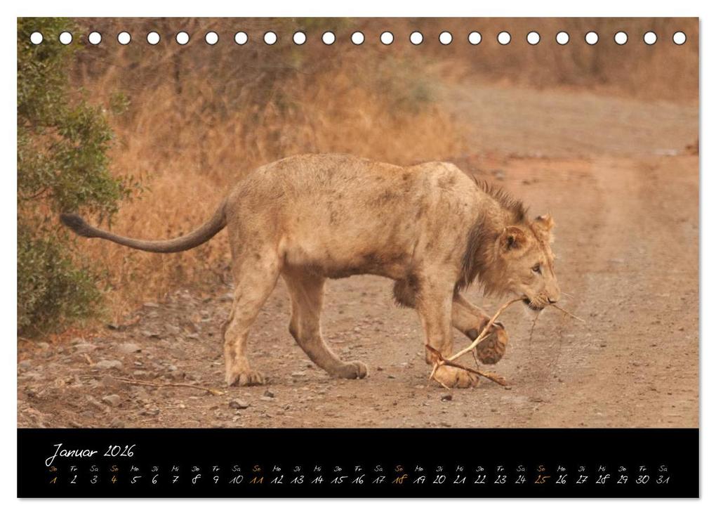 Weitere Ansicht: Wilde Löwen (Tischkalender 2026 DIN A5 quer), CALVENDO Monatskalender | Britta Ohm, Calvendo