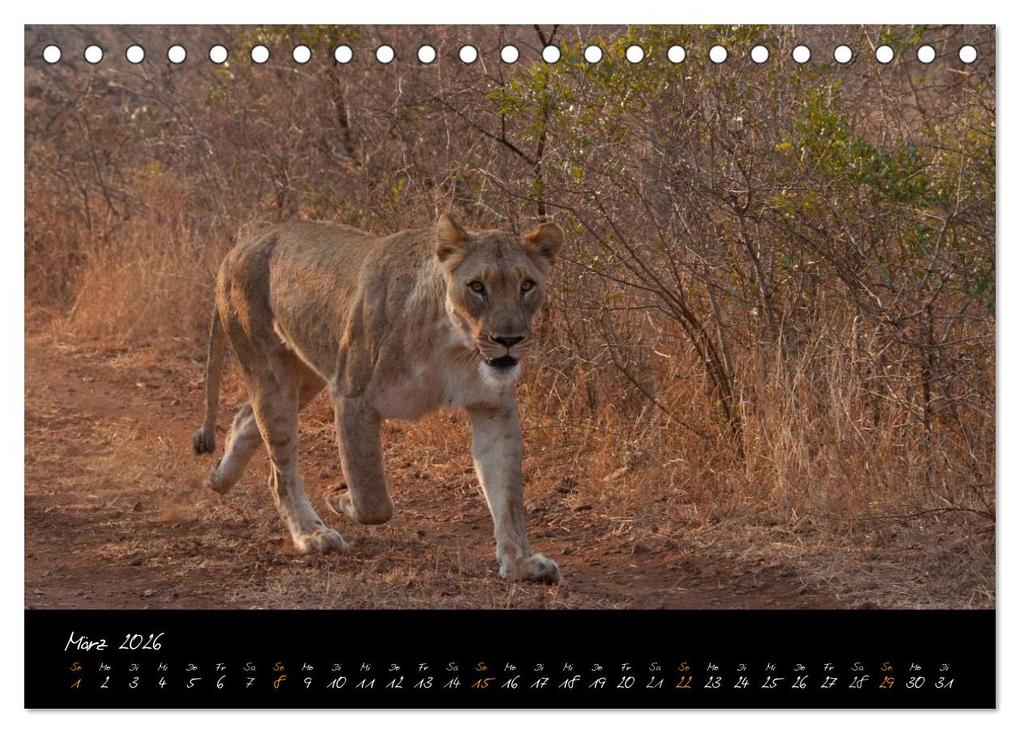 Weitere Ansicht: Wilde Löwen (Tischkalender 2026 DIN A5 quer), CALVENDO Monatskalender | Britta Ohm, Calvendo