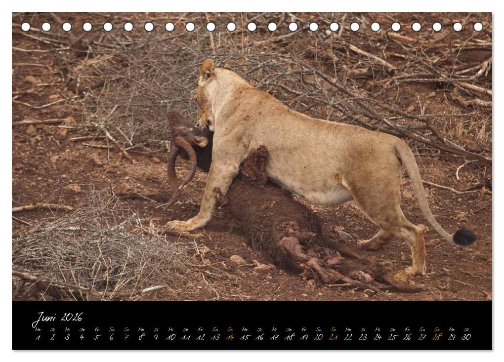 Weitere Ansicht: Wilde Löwen (Tischkalender 2026 DIN A5 quer), CALVENDO Monatskalender | Britta Ohm, Calvendo