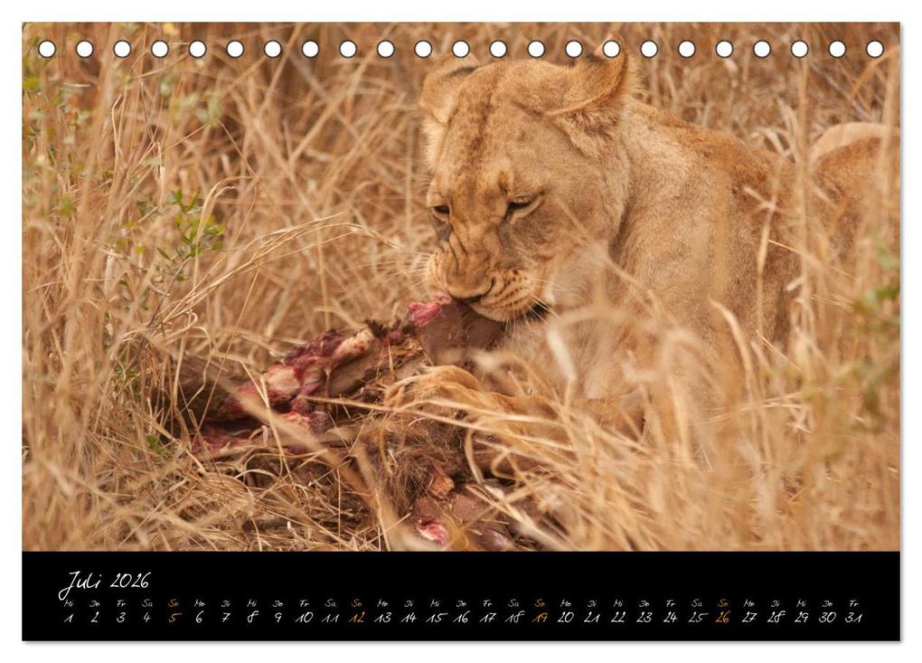Weitere Ansicht: Wilde Löwen (Tischkalender 2026 DIN A5 quer), CALVENDO Monatskalender | Britta Ohm, Calvendo