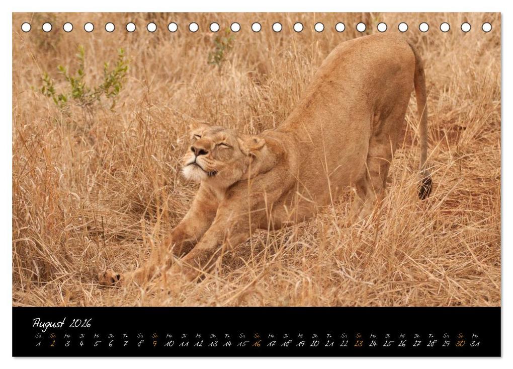 Weitere Ansicht: Wilde Löwen (Tischkalender 2026 DIN A5 quer), CALVENDO Monatskalender | Britta Ohm, Calvendo