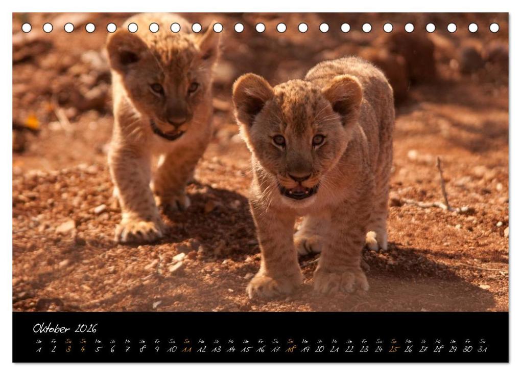 Weitere Ansicht: Wilde Löwen (Tischkalender 2026 DIN A5 quer), CALVENDO Monatskalender | Britta Ohm, Calvendo