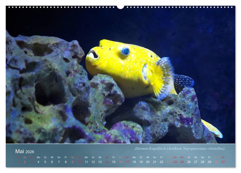Weitere Ansicht: Riffbewohner - Bunte Fische, Anemonen und noch viel mehr (Wandkalender 2026 DIN A2 quer), CALVENDO Monatskalender | Bianca Schumann, Calvendo