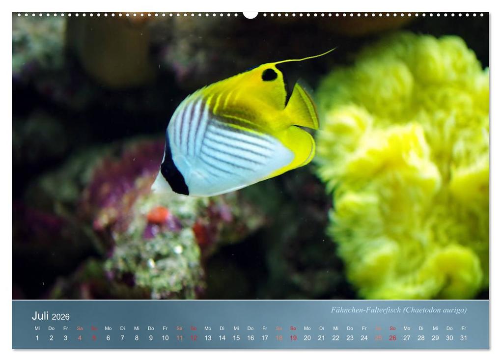 Weitere Ansicht: Riffbewohner - Bunte Fische, Anemonen und noch viel mehr (Wandkalender 2026 DIN A2 quer), CALVENDO Monatskalender | Bianca Schumann, Calvendo