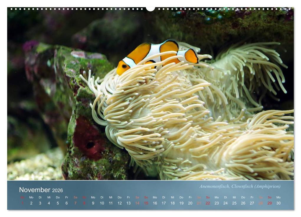 Weitere Ansicht: Riffbewohner - Bunte Fische, Anemonen und noch viel mehr (Wandkalender 2026 DIN A2 quer), CALVENDO Monatskalender | Bianca Schumann, Calvendo