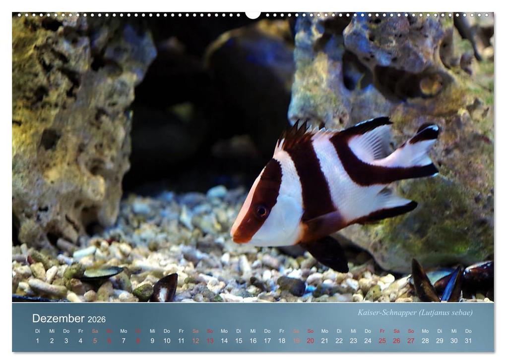 Weitere Ansicht: Riffbewohner - Bunte Fische, Anemonen und noch viel mehr (Wandkalender 2026 DIN A2 quer), CALVENDO Monatskalender | Bianca Schumann, Calvendo