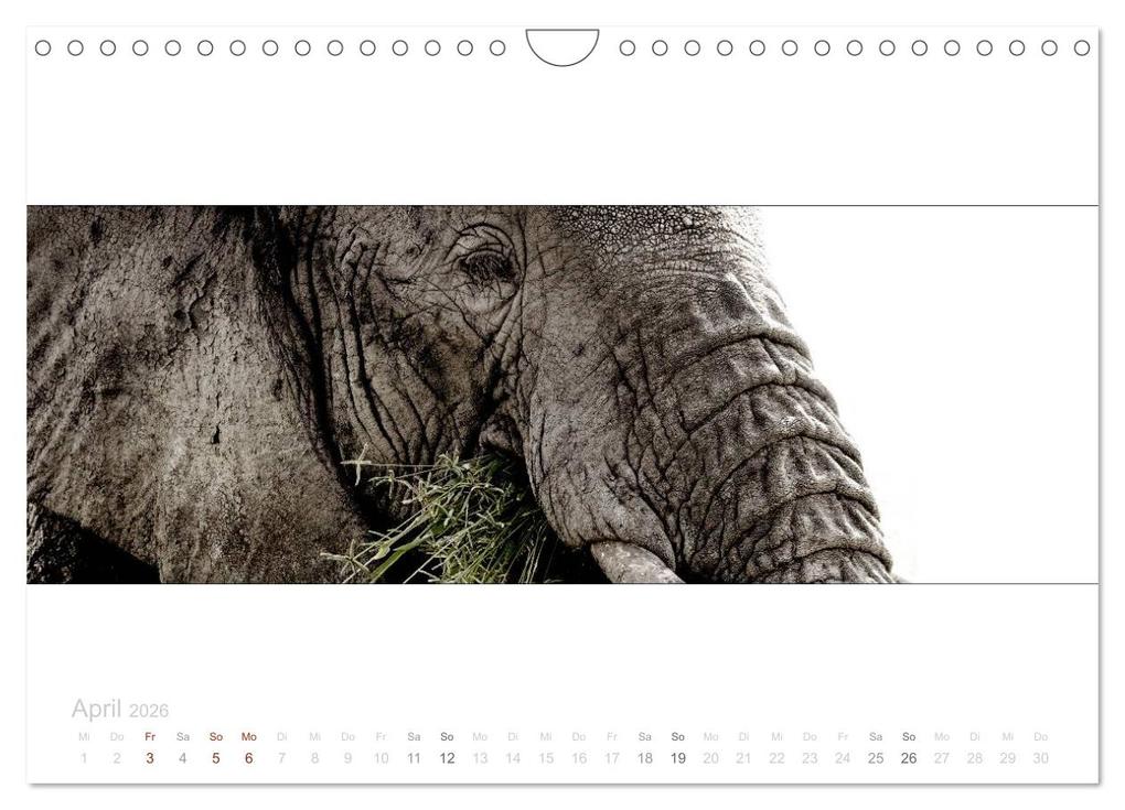 Weitere Ansicht: Serengeti Panorama (Wandkalender 2026 DIN A4 quer), CALVENDO Monatskalender | studio visuell photography, Calvendo