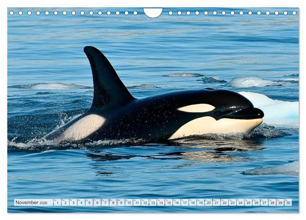 Weitere Ansicht: OZEANWELTEN Faszination Meerestiere (Wandkalender 2026 DIN A4 quer), CALVENDO Monatskalender | Melanie Viola, Calvendo