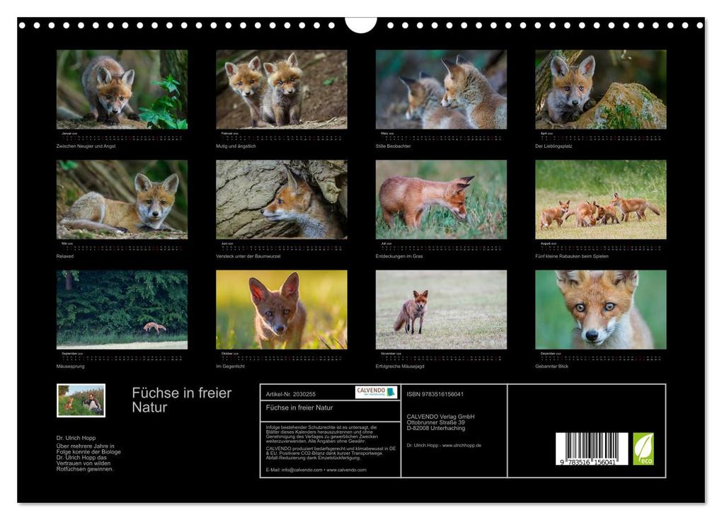 Weitere Ansicht: Füchse in freier Natur (Wandkalender 2026 DIN A3 quer), CALVENDO Monatskalender | Ulrich Hopp, , Calvendo