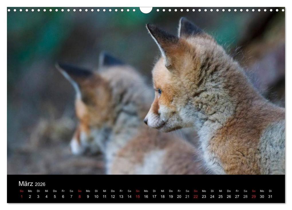 Weitere Ansicht: Füchse in freier Natur (Wandkalender 2026 DIN A3 quer), CALVENDO Monatskalender | Ulrich Hopp, , Calvendo