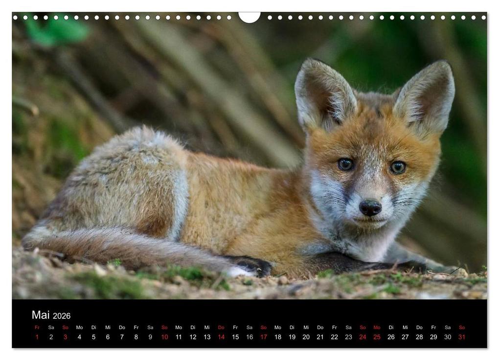 Weitere Ansicht: Füchse in freier Natur (Wandkalender 2026 DIN A3 quer), CALVENDO Monatskalender | Ulrich Hopp, , Calvendo