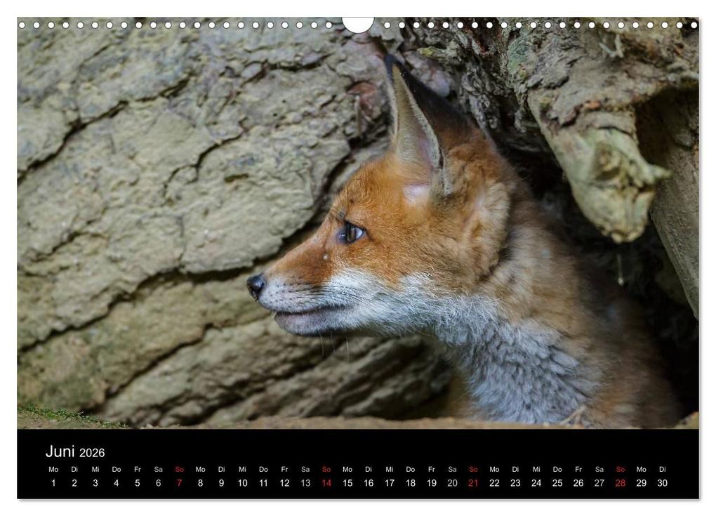 Weitere Ansicht: Füchse in freier Natur (Wandkalender 2026 DIN A3 quer), CALVENDO Monatskalender | Ulrich Hopp, , Calvendo