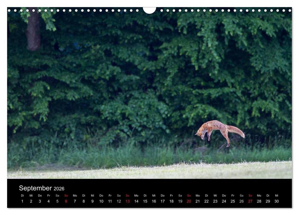 Weitere Ansicht: Füchse in freier Natur (Wandkalender 2026 DIN A3 quer), CALVENDO Monatskalender | Ulrich Hopp, , Calvendo