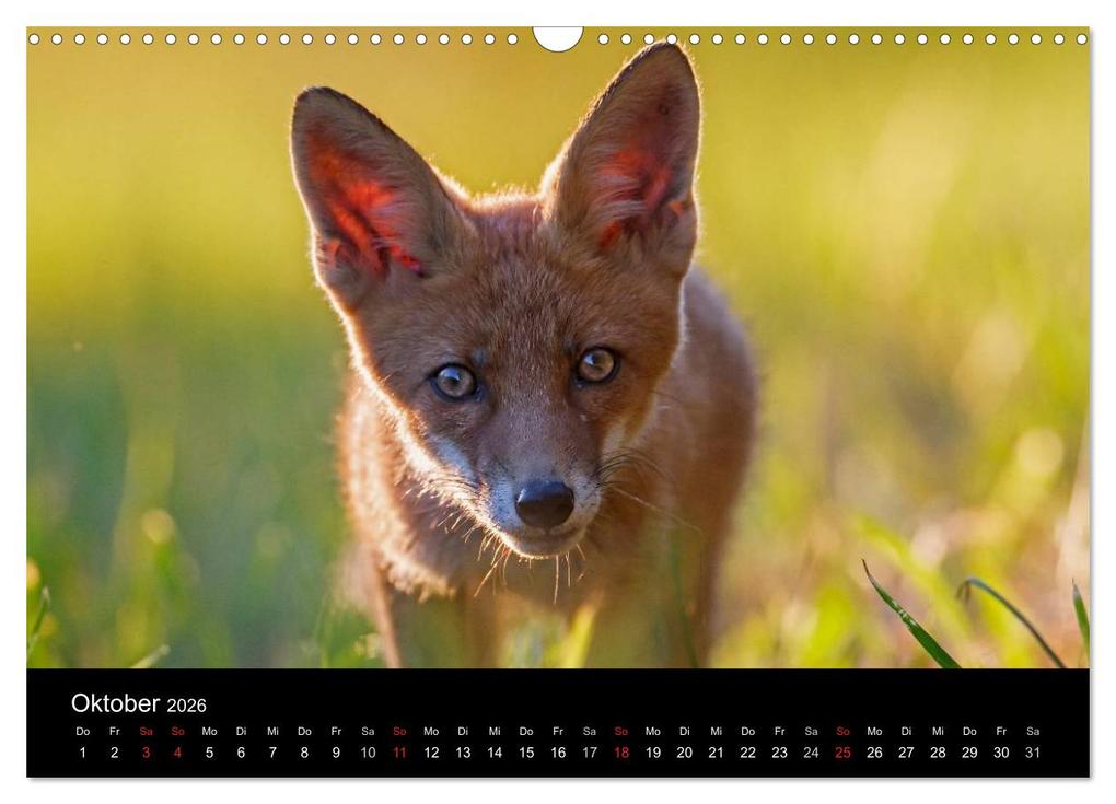 Weitere Ansicht: Füchse in freier Natur (Wandkalender 2026 DIN A3 quer), CALVENDO Monatskalender | Ulrich Hopp, , Calvendo