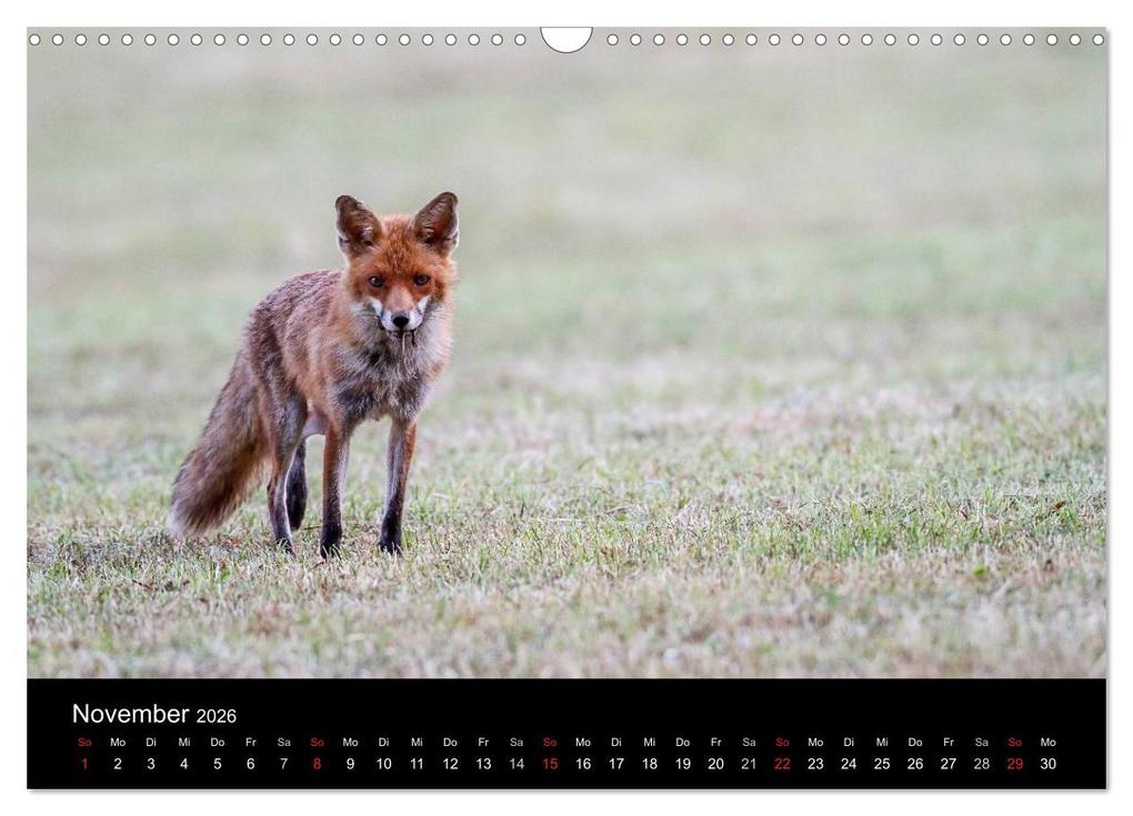 Weitere Ansicht: Füchse in freier Natur (Wandkalender 2026 DIN A3 quer), CALVENDO Monatskalender | Ulrich Hopp, , Calvendo