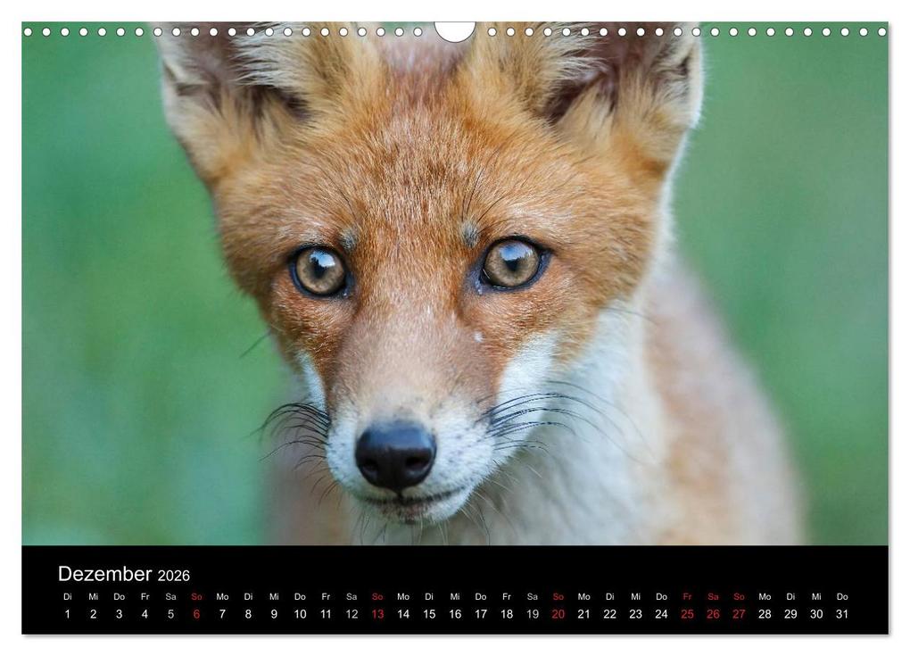 Weitere Ansicht: Füchse in freier Natur (Wandkalender 2026 DIN A3 quer), CALVENDO Monatskalender | Ulrich Hopp, , Calvendo