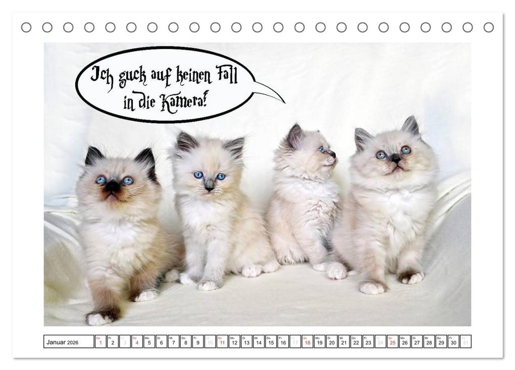 Weitere Ansicht: Lustiger Katzenkalender (Tischkalender 2026 DIN A5 quer), CALVENDO Monatskalender | Jennifer Chrystal, Calvendo
