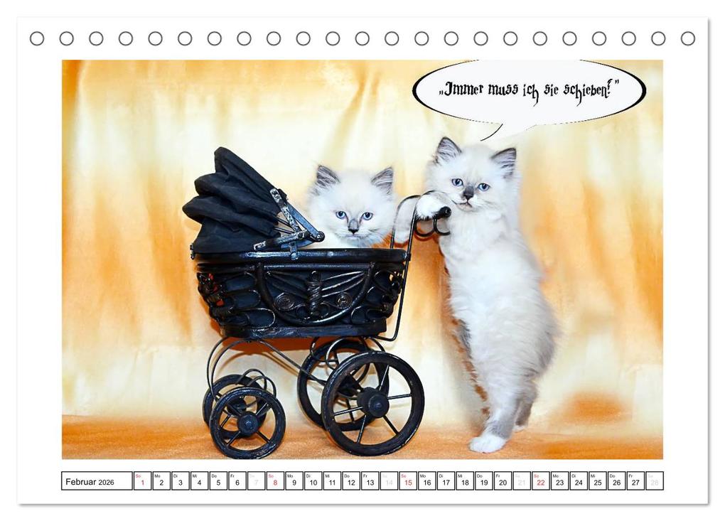 Weitere Ansicht: Lustiger Katzenkalender (Tischkalender 2026 DIN A5 quer), CALVENDO Monatskalender | Jennifer Chrystal, Calvendo