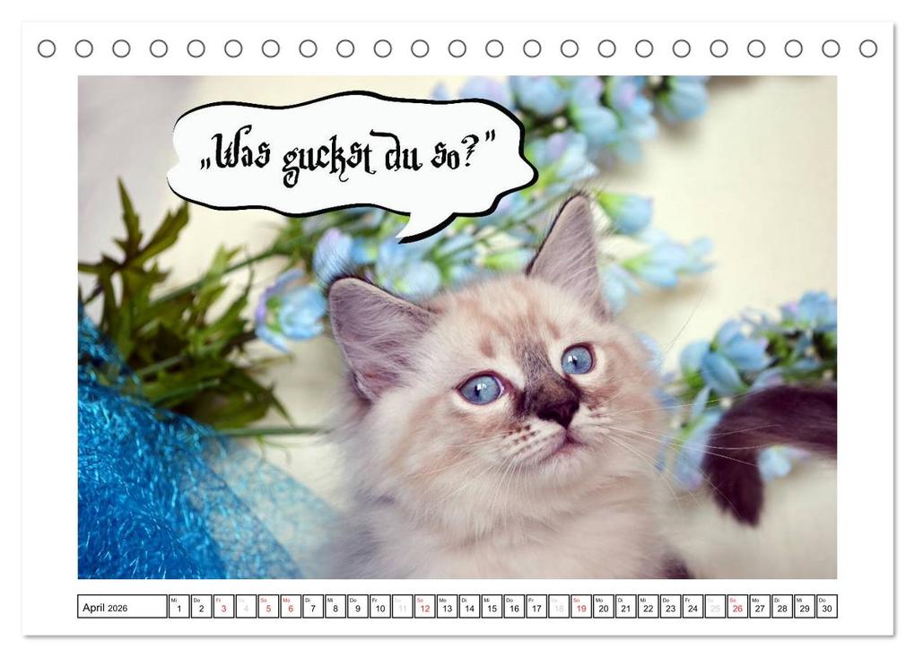 Weitere Ansicht: Lustiger Katzenkalender (Tischkalender 2026 DIN A5 quer), CALVENDO Monatskalender | Jennifer Chrystal, Calvendo