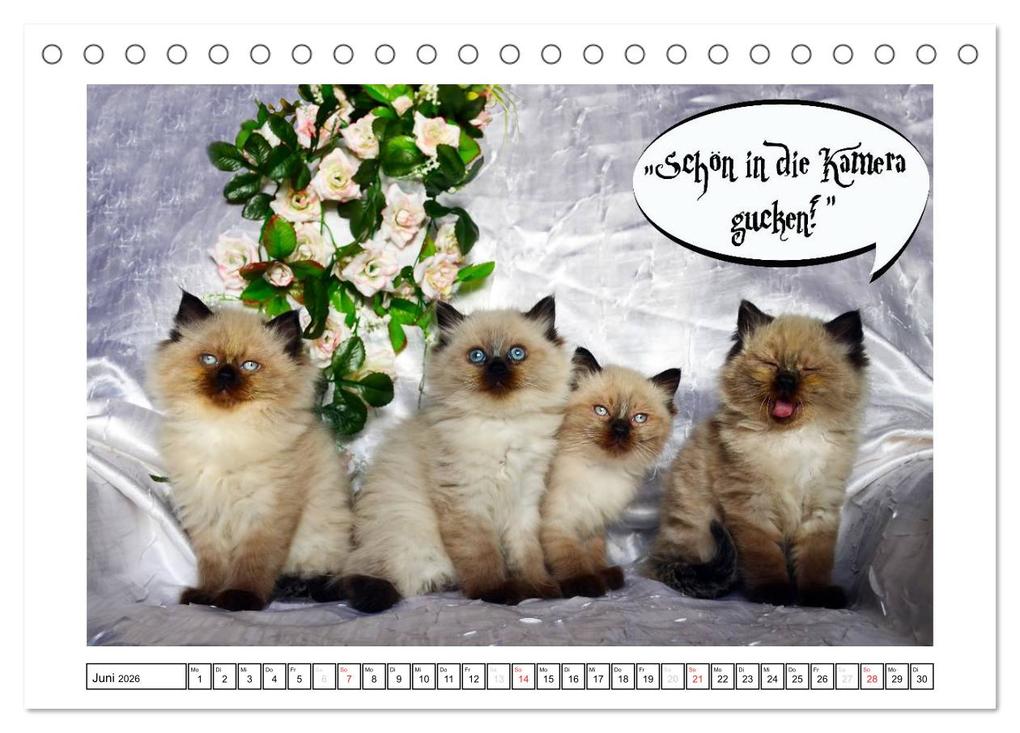 Weitere Ansicht: Lustiger Katzenkalender (Tischkalender 2026 DIN A5 quer), CALVENDO Monatskalender | Jennifer Chrystal, Calvendo
