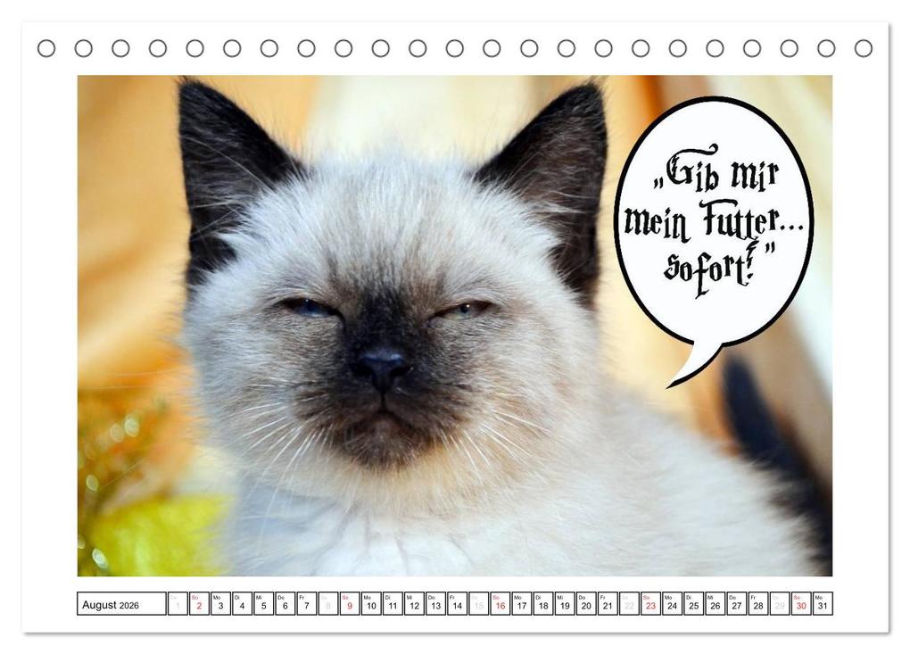 Weitere Ansicht: Lustiger Katzenkalender (Tischkalender 2026 DIN A5 quer), CALVENDO Monatskalender | Jennifer Chrystal, Calvendo