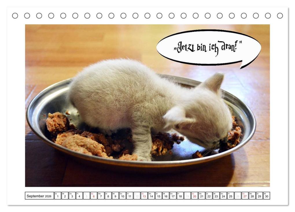 Weitere Ansicht: Lustiger Katzenkalender (Tischkalender 2026 DIN A5 quer), CALVENDO Monatskalender | Jennifer Chrystal, Calvendo