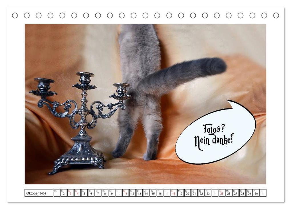 Weitere Ansicht: Lustiger Katzenkalender (Tischkalender 2026 DIN A5 quer), CALVENDO Monatskalender | Jennifer Chrystal, Calvendo