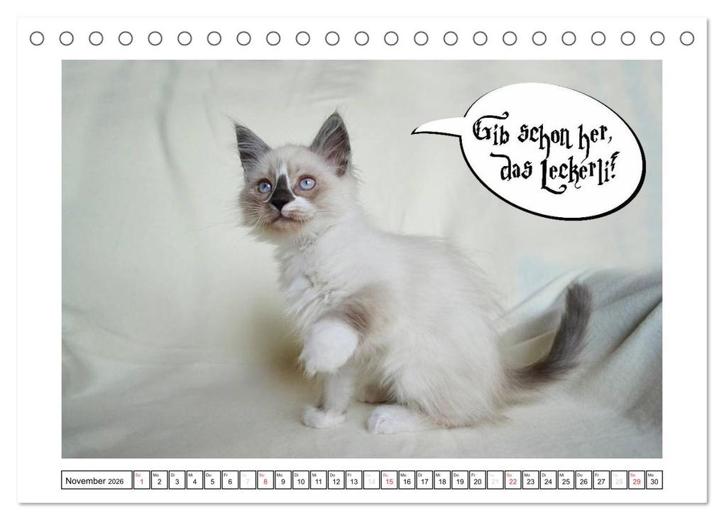Weitere Ansicht: Lustiger Katzenkalender (Tischkalender 2026 DIN A5 quer), CALVENDO Monatskalender | Jennifer Chrystal, Calvendo