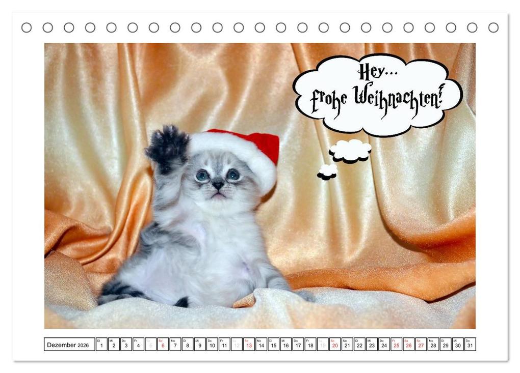 Weitere Ansicht: Lustiger Katzenkalender (Tischkalender 2026 DIN A5 quer), CALVENDO Monatskalender | Jennifer Chrystal, Calvendo
