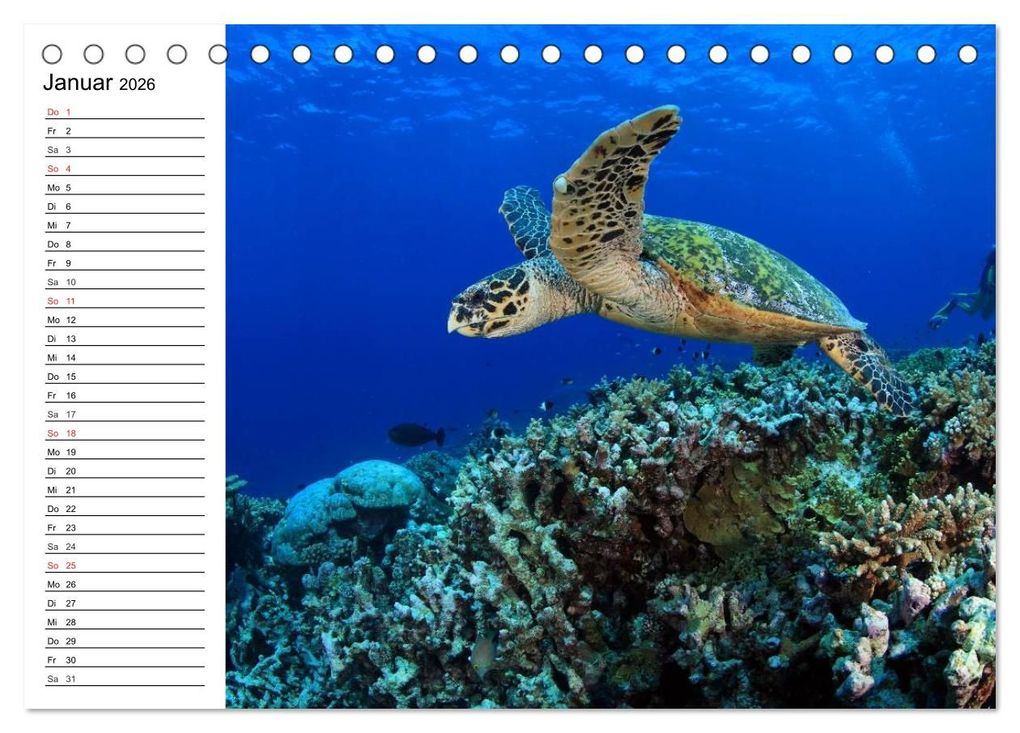 Weitere Ansicht: Tauchen - Abenteuer in Neptuns Wunderwelt (Tischkalender 2026 DIN A5 quer), CALVENDO Monatskalender | Elisabeth Stanzer, Calvendo