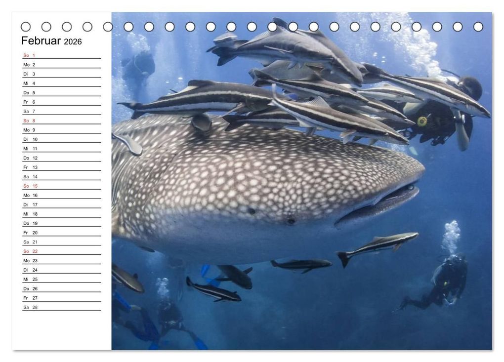 Weitere Ansicht: Tauchen - Abenteuer in Neptuns Wunderwelt (Tischkalender 2026 DIN A5 quer), CALVENDO Monatskalender | Elisabeth Stanzer, Calvendo