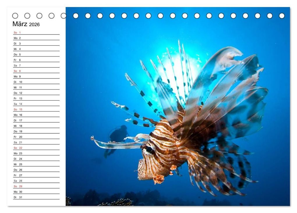 Weitere Ansicht: Tauchen - Abenteuer in Neptuns Wunderwelt (Tischkalender 2026 DIN A5 quer), CALVENDO Monatskalender | Elisabeth Stanzer, Calvendo