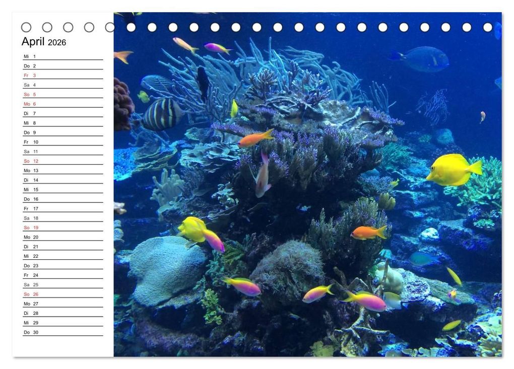 Weitere Ansicht: Tauchen - Abenteuer in Neptuns Wunderwelt (Tischkalender 2026 DIN A5 quer), CALVENDO Monatskalender | Elisabeth Stanzer, Calvendo